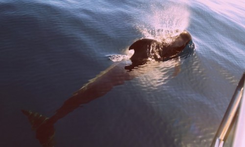 Zdjcie HISZPANIA / Teneryfa - Wyspy Kanaryjskie / Los Gigantes / Pilot whale