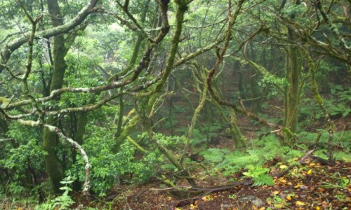 Zdjcie HISZPANIA / Wyspy Kanaryjskie / La Gomera / Park Narodowy Garajonay 7