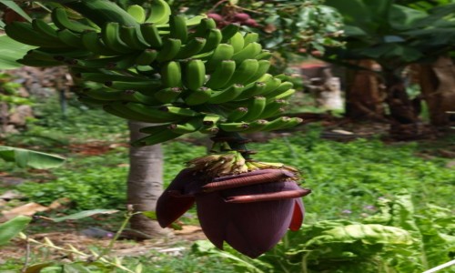 Zdjcie HISZPANIA / Wyspy Kanaryjskie / La Gomera / bananowiec