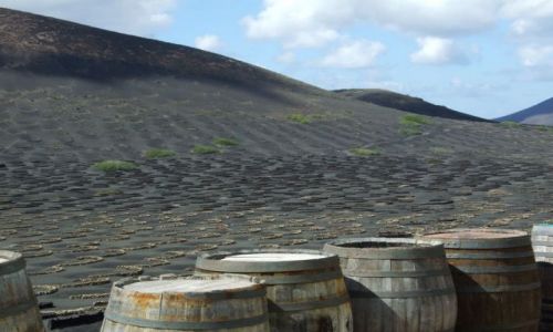 Zdjecie HISZPANIA / Wyspy Kanaryjskie / Lanzarote / Winnice
