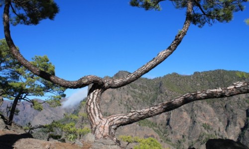 Zdjecie HISZPANIA / La Palma / la Caldeira de Taburiente / Drzewo