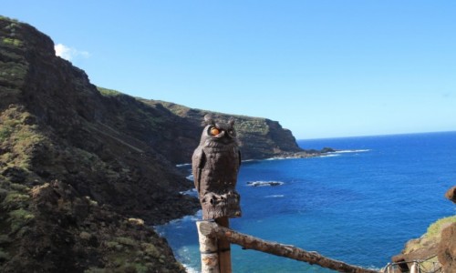 Zdjcie HISZPANIA / Wyspy Kan. / La Palma / Sowa