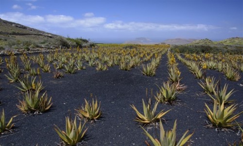 Zdjecie HISZPANIA / Lanzarote / okolice wioski YE / pole kwitncych aloesw