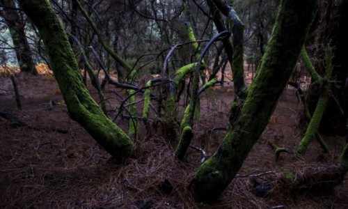 Zdjęcie HISZPANIA / La Palma / Cumbre Vieja / Las w Cumbre Vieja
