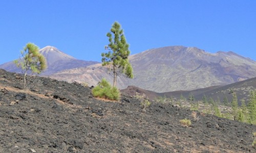 Zdjcie HISZPANIA / Wyspy Kanaryjskie / Teneryfa, Park Narodowy del Teide / Park Narodowy del Teide (3)