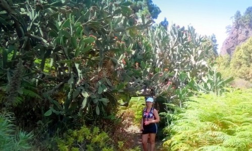 HISZPANIA / Wyspy Kanaryjskie / La Palma / Pod drzewiast opuncj