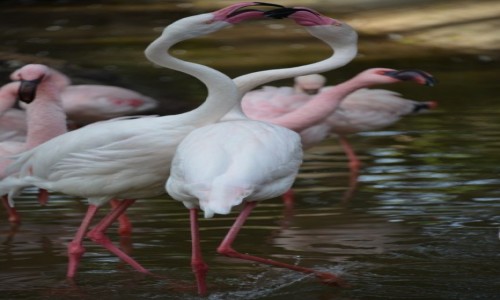 Zdjecie HISZPANIA / Oasis Park La Lajita / Fuerteventura / Taniec Flamingw