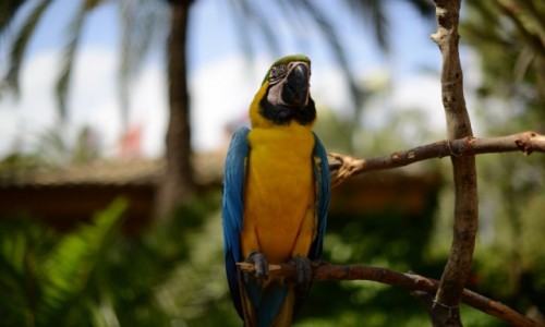 Zdjcie HISZPANIA / Marineland Majorca (Calvia) / Majorka / Pikna ara