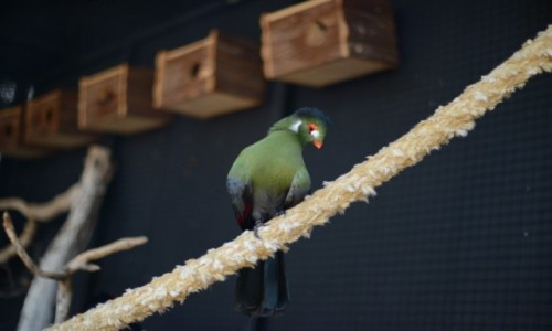 Zdjcie HISZPANIA / Marineland Majorca (Calvia) / Majorka / Zielony ptaszek