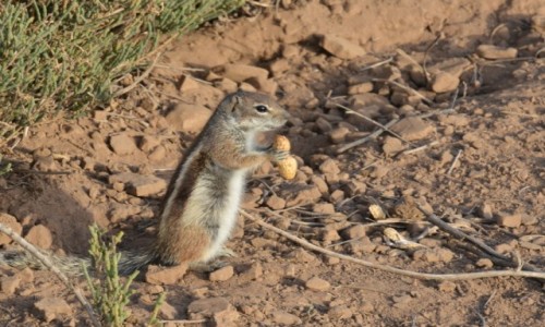 Zdjecie HISZPANIA / Morro Jable / Fuerteventura / Cudowne wiewirki