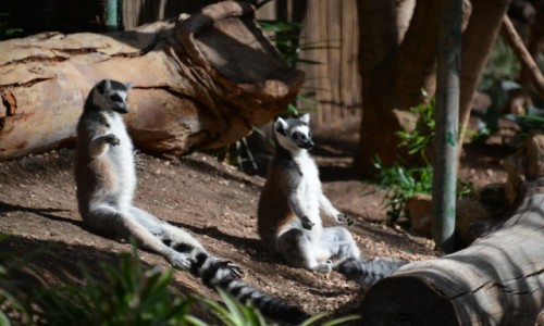 Zdjcie HISZPANIA / La Lajita Oasis Park / Fuerteventura / Lemurki medytacja