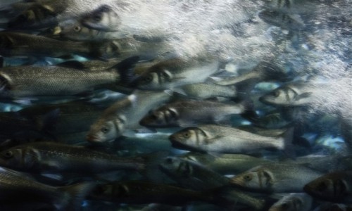 Zdjęcie HISZPANIA / Teneryfa / Loro Parque (Puerto de la Cruz) / sen rybaka