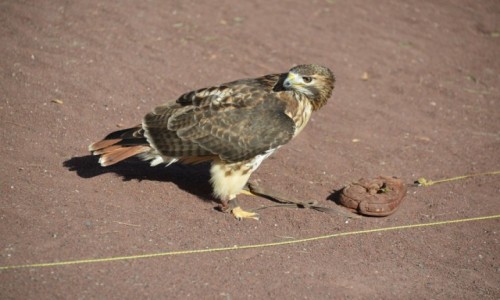 Zdjcie HISZPANIA / La Lajita Oasis Park / Fuerteventura / Mylcy owca