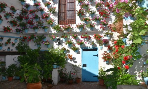 Zdjecie HISZPANIA / Andaluzja / Kordoba / Patio