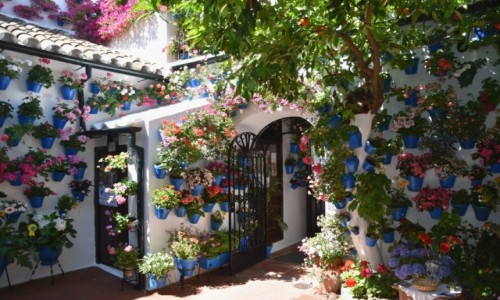 Zdjcie HISZPANIA / Andaluzja / Kordoba / Patio