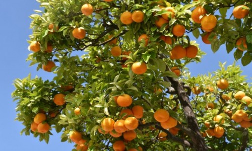 Zdjecie HISZPANIA / Andaluzja / Grazalema / I wszdzie pyszne pomaracze