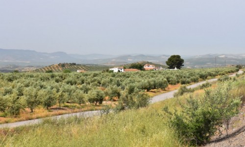 Zdjecie HISZPANIA / Andaluzja / midzy Kordob a Grenad / Krajobraz widziany po drodze
