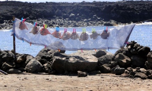 Zdjecie HISZPANIA / Wyspy Kanaryjskie / Lanzarote / Wspomnienie z Lanzarote - suszenie ryb.