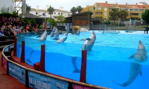 Zdjecie HISZPANIA / Andaluzja / Fuengirola / Taczce delfiny