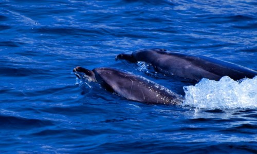 Zdjcie HISZPANIA / Wyspy Kanaryjskie / La Gomera / delfiny