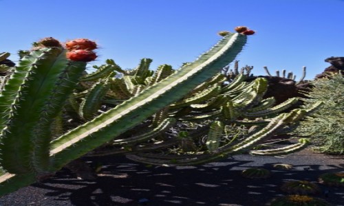 Zdjcie HISZPANIA / Wyspy Kanaryjskie / Lanzarote / ogrd botaniczny