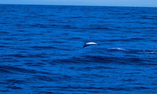 Zdjcie HISZPANIA / Wyspy Kanaryjskie / La Gomera / akrobacje