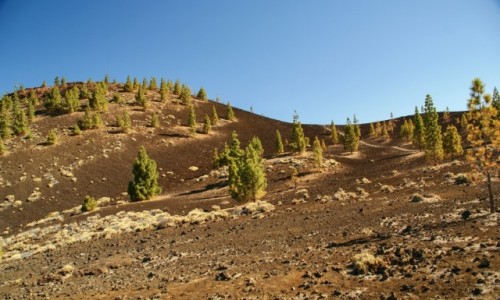 Zdjcie HISZPANIA / Wyspy Kanaryjskie / Teneryfa / Okolice Teide