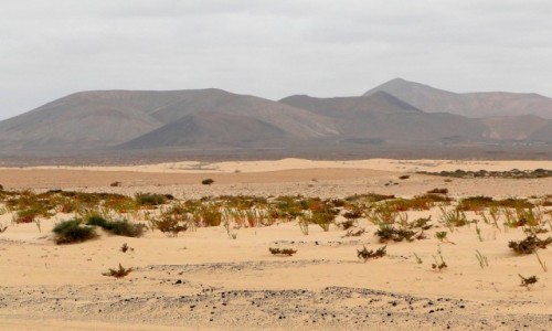 Zdjcie HISZPANIA / Wyspy Kanaryjskie / Fuerteventura / Klimaty Fuerteventury.