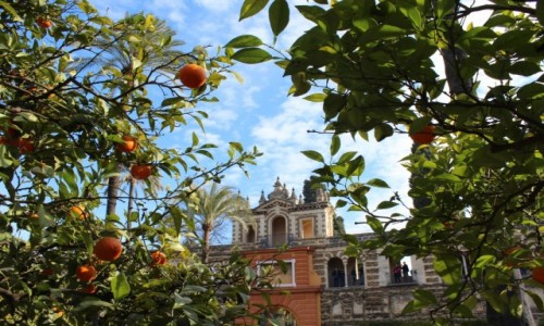 Zdjecie HISZPANIA / Andaluzja / Sewilla / Widok na Real Alcazar