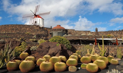 Zdjecie HISZPANIA / Wyspy Kanaryjskie / Lanzarote / Ogrd kaktusw