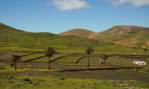 Zdjcie HISZPANIA / Wyspy Kanaryjskie / Lanzarote / Dolina 1000 palm