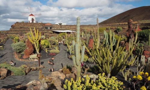 Zdjcie HISZPANIA / Wyspy Kanaryjskie / Lanzarote / Ogrd kaktusw