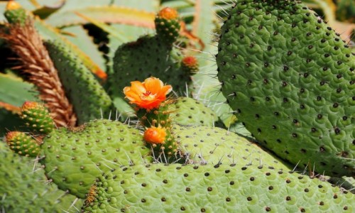 Zdjęcie HISZPANIA / Wyspy Kanaryjskie / La Graciosa / Kaktus