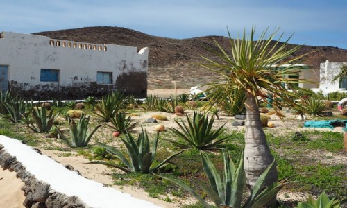 Zdjęcie HISZPANIA / Wyspy Kanaryjskie / La Graciosa / W Pedro Barbra