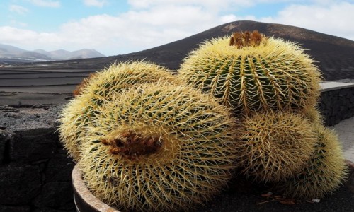 Zdjecie HISZPANIA / Wyspy Kanaryjskie / Lanzarote / Kaktusy na wulkanie