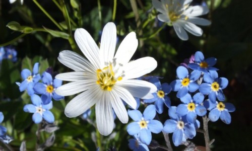 Zdjecie HISZPANIA / Pireneje / Pireneje / Kwiatki z pirenej�w