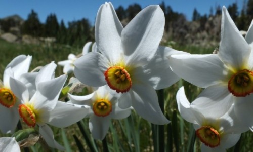 Zdjecie HISZPANIA / Pireneje / Pireneje / Kwiaty z Pirenej�w