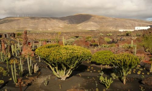 Zdjecie HISZPANIA / Lanzarote / Lanzarote / park kaktusow