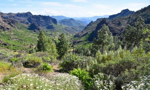 Zdjecie HISZPANIA / Gran Canaria / Parque Rural del Nublo / W drodze na Roque Nublo