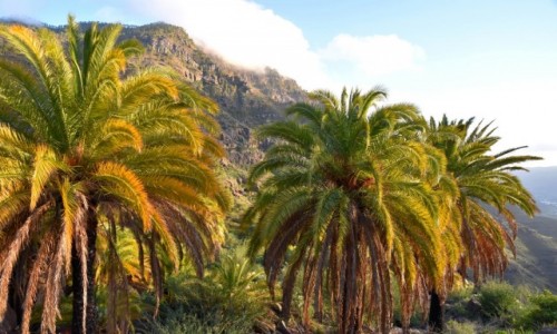 Zdjecie HISZPANIA / Gran Canaria / okolice Mogan / Wracajc z gr