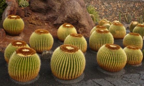 Zdjecie HISZPANIA / Lanzarote / lanzarote / sidz i odpocznij wedrowcze...