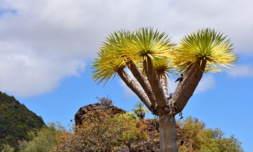 Zdjecie HISZPANIA / Gran Canaria / Las Palmas / Jardin Botanico Viera & Clavijo 2