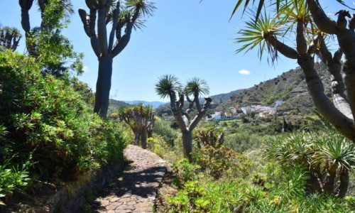 Zdjecie HISZPANIA / Gran Canaria / Las Palmas / Jardin Botanico Viera & Clavijo 4