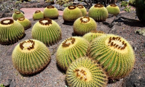 Zdjecie HISZPANIA / Gran Canaria / Las Palmas / Jardin Botanico Viera & Clavijo 5