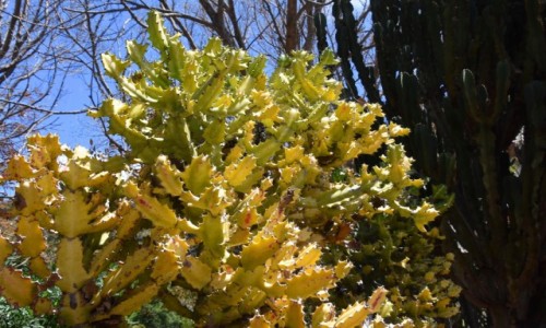 Zdjęcie HISZPANIA / Gran Canaria / Las Palmas / Jardin Botanico Viera & Clavijo 5