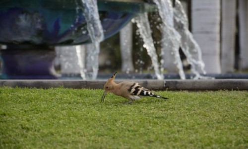 Zdjcie HISZPANIA / Wyspy Kanaryjskie - Gran Canaria / Maspalomas / dudek na urlopie