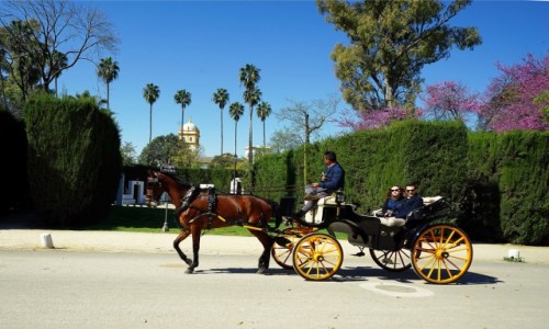 Zdjęcie HISZPANIA / Andaluzja / Sewilla, Park Marii Luizy / Wio koniku