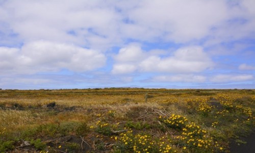 Zdjcie HISZPANIA / Wyspy Kanaryjskie - Lanzarote / Ye / wiosna!