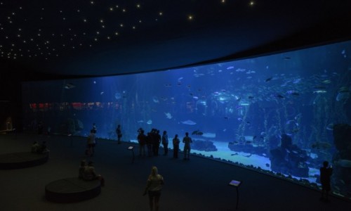 Zdjcie HISZPANIA / Wyspy Kanaryjskie - Gran Canaria / Las Palmas  / Aquarium Poema del Mar