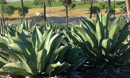 Zdjęcie HISZPANIA / Huelva / Palos de la Frontera / Ogród botaniczny